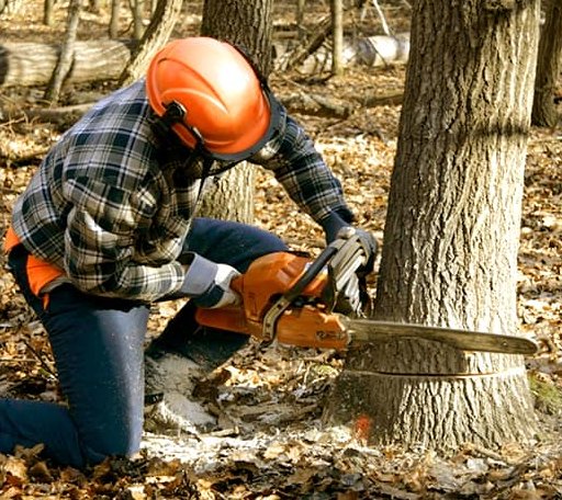 Tree Removal in Carbondale, PA